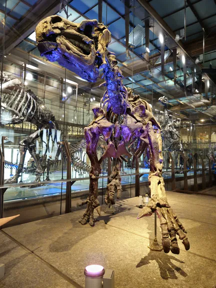 Natural History Museum (Royal Belgian Institute of Natural Sciences) Brussels (Belgium)